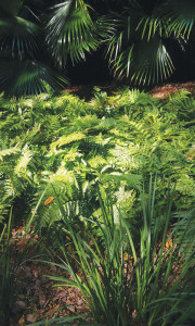 Ferns & Seasonal Plants